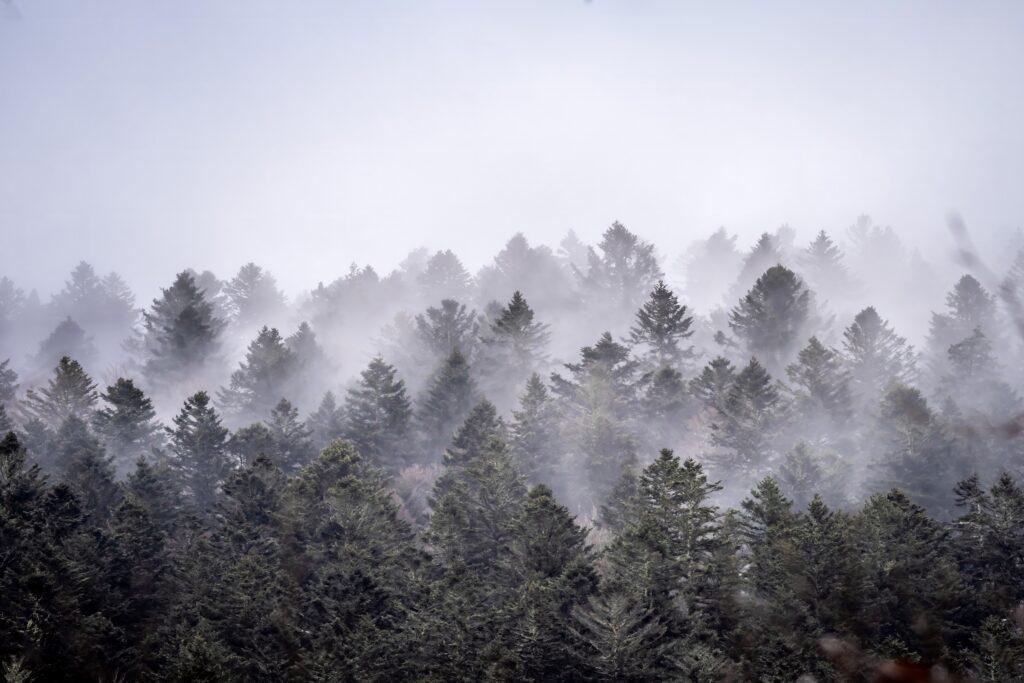 Vogezen in de mist