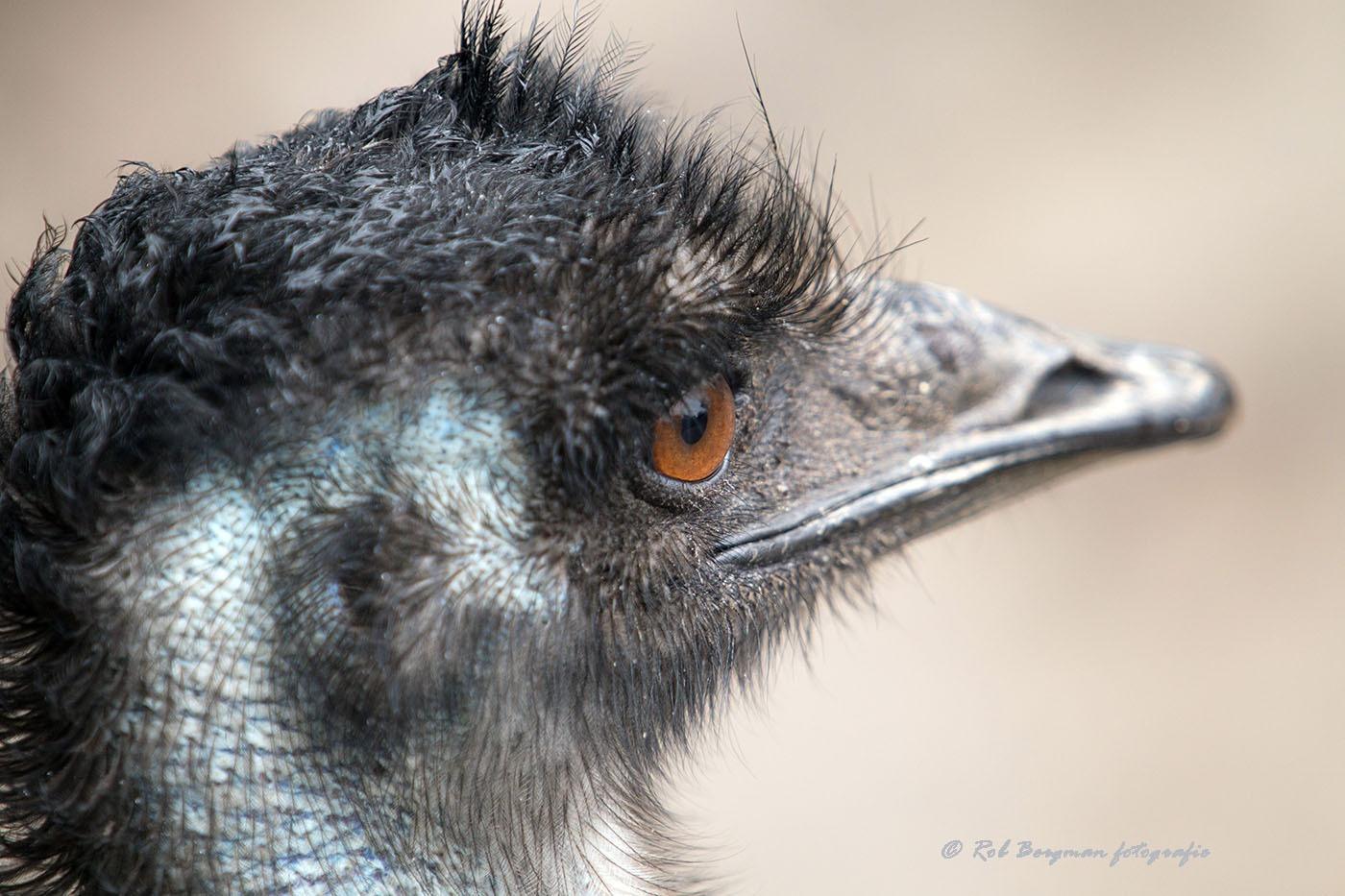 emoe2