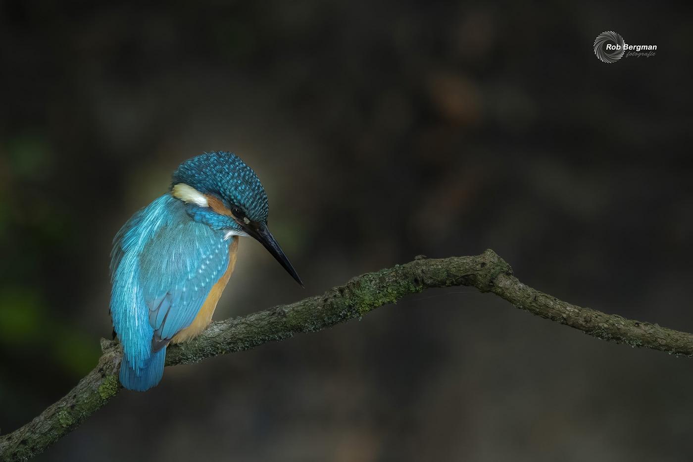 ijsvogel3